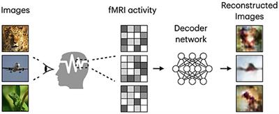 Natural Image Reconstruction From fMRI Using Deep Learning: A Survey